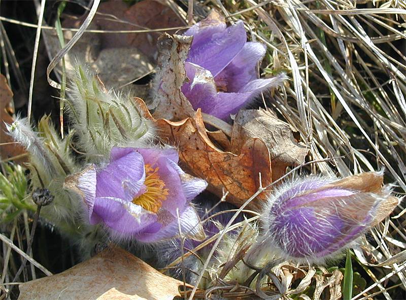 Pulsatilla grandis